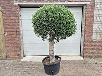 Olijfboom ronde bol l - olea europaea - hoogte ca. 180 cm - afbeelding 1 van  4