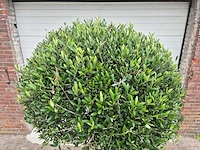 Olijfboom ronde bol l - olea europaea - hoogte ca. 180 cm - afbeelding 2 van  4