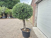 Olijfboom ronde bol l - olea europaea - hoogte ca. 180 cm - afbeelding 3 van  4