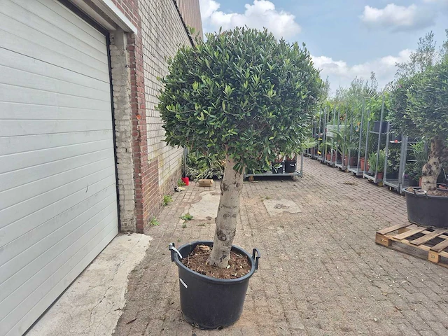 Olijfboom ronde bol l - olea europaea - hoogte ca. 180 cm - afbeelding 4 van  4