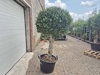 Olijfboom ronde bol l - olea europaea - hoogte ca. 180 cm - afbeelding 4 van  4