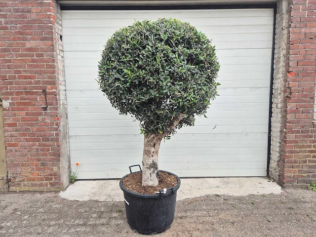 Olijfboom ronde bol l - olea europaea - hoogte ca. 180 cm - afbeelding 1 van  4