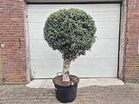 Olijfboom ronde bol l - olea europaea - hoogte ca. 180 cm - afbeelding 1 van  4