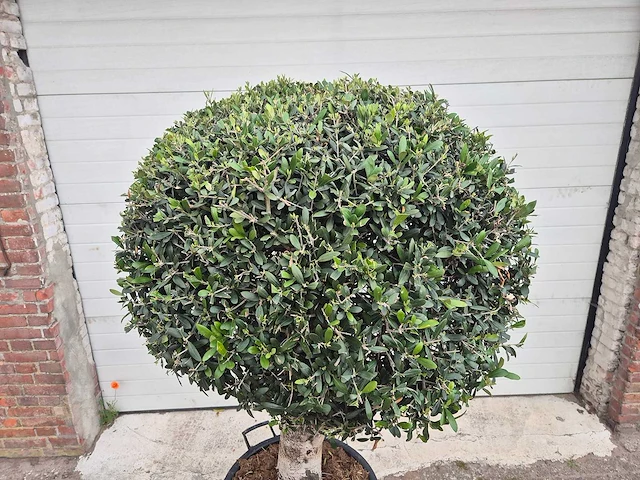 Olijfboom ronde bol l - olea europaea - hoogte ca. 180 cm - afbeelding 2 van  4