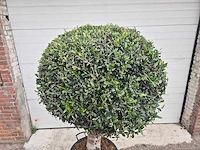 Olijfboom ronde bol l - olea europaea - hoogte ca. 180 cm - afbeelding 2 van  4