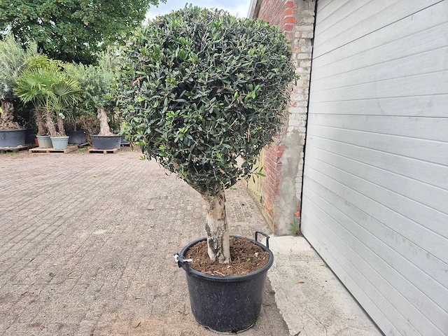 Olijfboom ronde bol l - olea europaea - hoogte ca. 180 cm - afbeelding 3 van  4