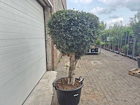 Olijfboom ronde bol l - olea europaea - hoogte ca. 180 cm - afbeelding 4 van  4
