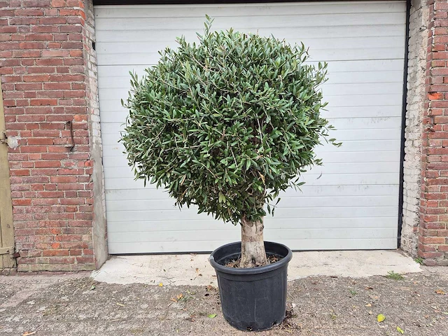 Olijfboom ronde bol l - olea europaea - hoogte ca. 200 cm - afbeelding 1 van  3