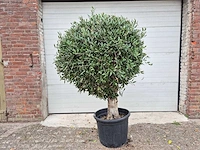 Olijfboom ronde bol l - olea europaea - hoogte ca. 200 cm - afbeelding 1 van  3