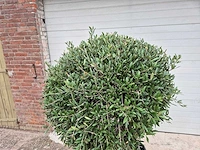 Olijfboom ronde bol l - olea europaea - hoogte ca. 200 cm - afbeelding 2 van  3