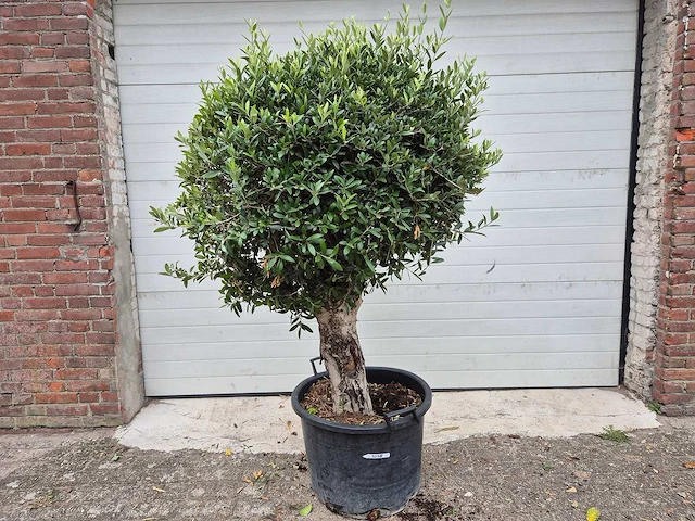 Olijfboom ronde bol l - olea europaea - hoogte ca. 200 cm - afbeelding 1 van  3