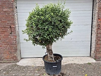Olijfboom ronde bol l - olea europaea - hoogte ca. 200 cm - afbeelding 1 van  3