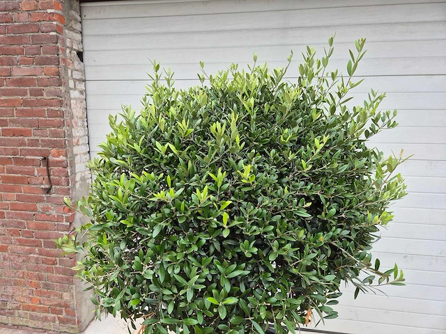 Olijfboom ronde bol l - olea europaea - hoogte ca. 200 cm - afbeelding 2 van  3