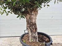 Olijfboom ronde bol l - olea europaea - hoogte ca. 200 cm - afbeelding 3 van  3