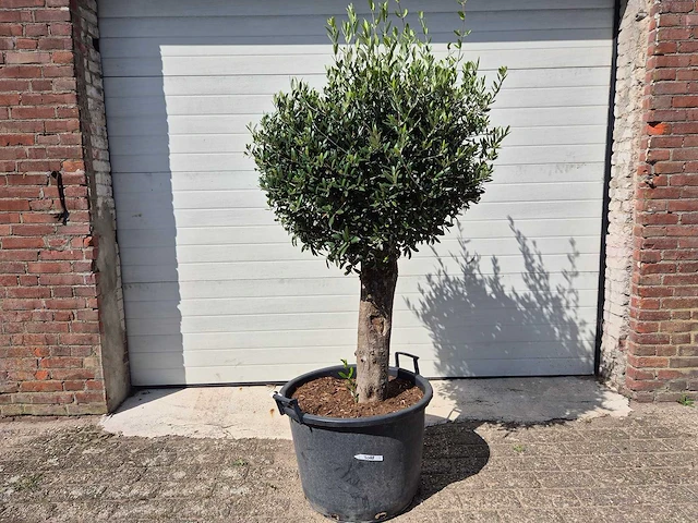 Olijfboom ronde bol m - olea europaea - hoogte 170 cm - afbeelding 1 van  3