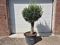 Olijfboom ronde bol m - olea europaea - hoogte 170 cm - afbeelding 1 van  3