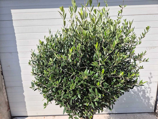 Olijfboom ronde bol m - olea europaea - hoogte 170 cm - afbeelding 2 van  3