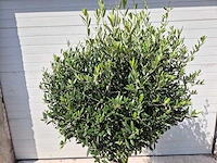 Olijfboom ronde bol m - olea europaea - hoogte 170 cm - afbeelding 2 van  3