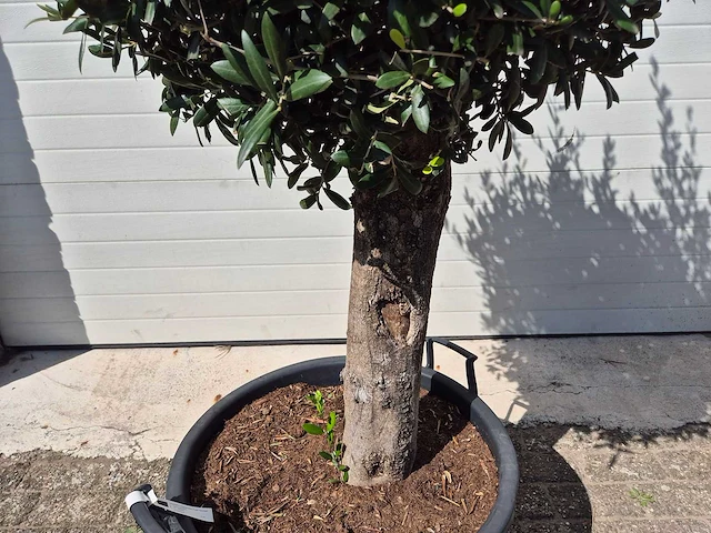 Olijfboom ronde bol m - olea europaea - hoogte 170 cm - afbeelding 3 van  3