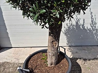 Olijfboom ronde bol m - olea europaea - hoogte 170 cm - afbeelding 3 van  3