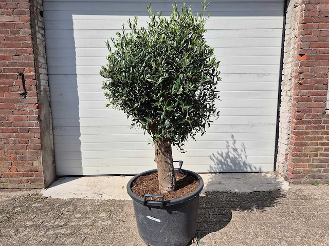 Olijfboom ronde bol m - olea europaea - hoogte 170 cm - afbeelding 1 van  3