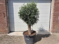 Olijfboom ronde bol m - olea europaea - hoogte 170 cm - afbeelding 1 van  3