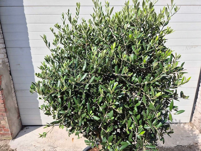 Olijfboom ronde bol m - olea europaea - hoogte 170 cm - afbeelding 2 van  3