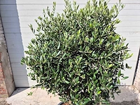 Olijfboom ronde bol m - olea europaea - hoogte 170 cm - afbeelding 2 van  3