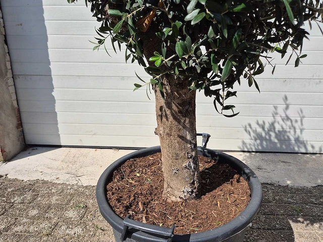Olijfboom ronde bol m - olea europaea - hoogte 170 cm - afbeelding 3 van  3