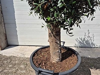 Olijfboom ronde bol m - olea europaea - hoogte 170 cm - afbeelding 3 van  3