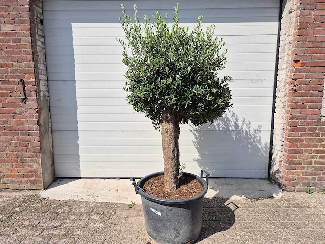 Olijfboom ronde bol m - olea europaea - hoogte 170 cm - afbeelding 1 van  3