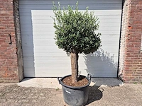 Olijfboom ronde bol m - olea europaea - hoogte 170 cm - afbeelding 1 van  3