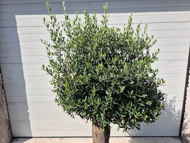 Olijfboom ronde bol m - olea europaea - hoogte 170 cm - afbeelding 2 van  3