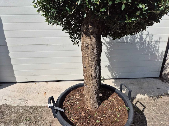 Olijfboom ronde bol m - olea europaea - hoogte 170 cm - afbeelding 3 van  3