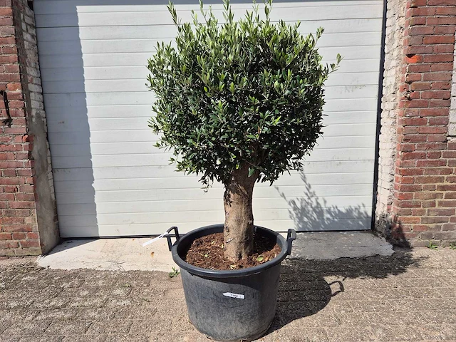 Olijfboom ronde bol m - olea europaea - hoogte 170 cm - afbeelding 1 van  3