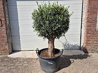 Olijfboom ronde bol m - olea europaea - hoogte 170 cm - afbeelding 1 van  3