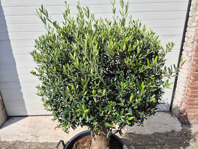 Olijfboom ronde bol m - olea europaea - hoogte 170 cm - afbeelding 2 van  3