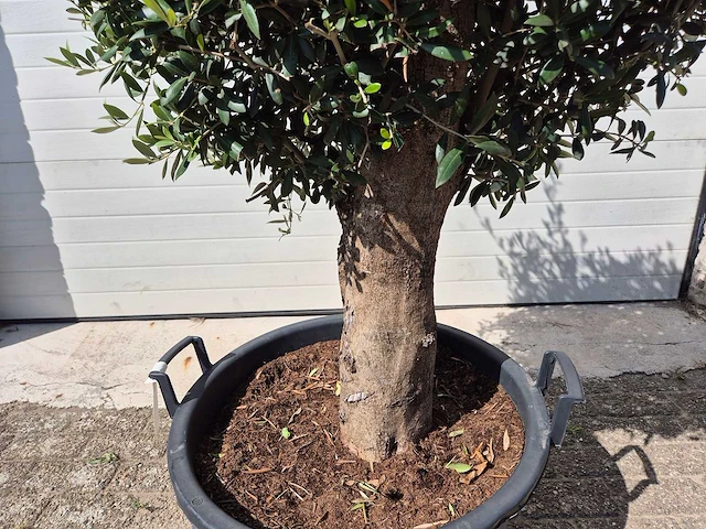 Olijfboom ronde bol m - olea europaea - hoogte 170 cm - afbeelding 3 van  3