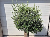 Olijfboom ronde bol m - olea europaea - hoogte 170 cm - afbeelding 2 van  3