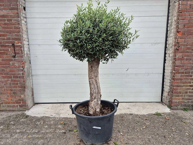 Olijfboom ronde bol m - olea europaea - hoogte ca. 170 cm - afbeelding 1 van  3