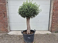 Olijfboom ronde bol m - olea europaea - hoogte ca. 170 cm - afbeelding 1 van  3
