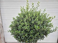 Olijfboom ronde bol m - olea europaea - hoogte ca. 170 cm - afbeelding 2 van  3