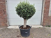 Olijfboom ronde bol m - olea europaea - hoogte ca. 170 cm - afbeelding 1 van  3