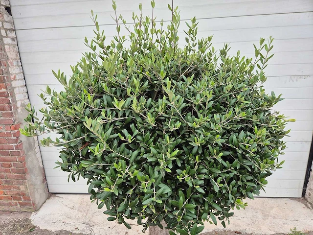 Olijfboom ronde bol m - olea europaea - hoogte ca. 170 cm - afbeelding 2 van  3