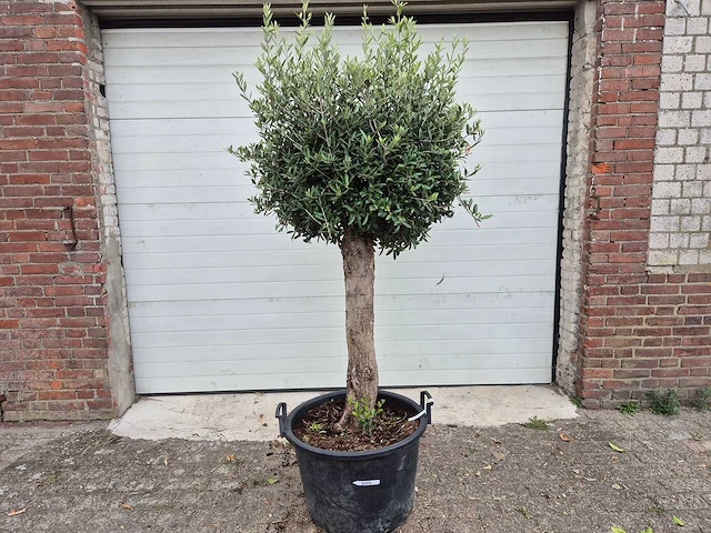 Olijfboom ronde bol m - olea europaea - hoogte ca. 170 cm - afbeelding 1 van  3