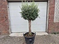 Olijfboom ronde bol m - olea europaea - hoogte ca. 170 cm - afbeelding 1 van  3