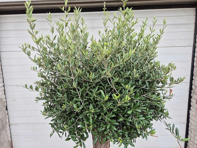 Olijfboom ronde bol m - olea europaea - hoogte ca. 170 cm - afbeelding 2 van  3