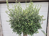 Olijfboom ronde bol m - olea europaea - hoogte ca. 170 cm - afbeelding 2 van  3