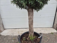 Olijfboom ronde bol m - olea europaea - hoogte ca. 170 cm - afbeelding 3 van  3