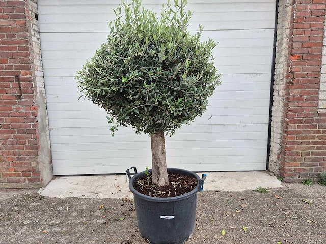 Olijfboom ronde bol m - olea europaea - hoogte ca. 170 cm - afbeelding 1 van  3
